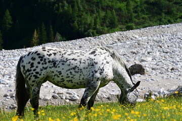 Ton in Ton. Getupftes Pferd in den Bergen vor Geröll