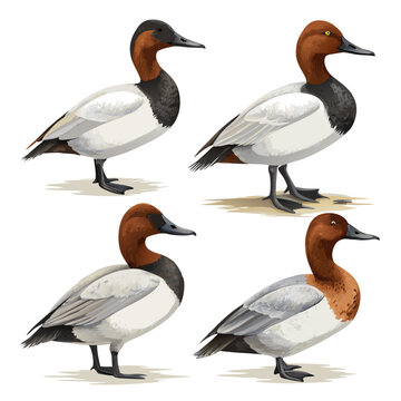 Canvasback Duck Illustration: A detailed illustration of a canvasback duck, showcasing the bird's distinctive features in a collection of illustrations. 