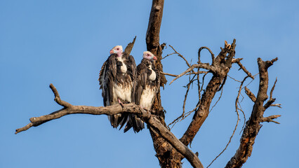 Two Vultures are Resting Serenely on a Tree Branch, Against the Backdrop of a Clear Blue Sky Serengeti Tanzania Africa