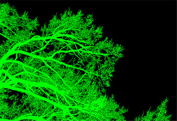 árbol, cielo, naturaleza, silueta, sucursal, de invierno, atardecer, árbol, bosque, calvos, paisaje