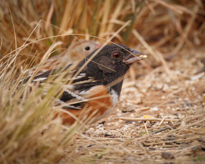 Spotted Towhee in brown grass