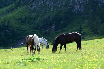 Pferdegruppe vor bewaldetem Berg friedlich grasend
