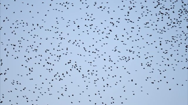 View of a horde of crows flying on a blue sky on the background