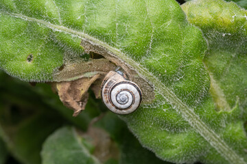 Caracol en su h&aacute;bitat