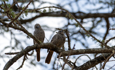 Two beautiful birds are perched peacefully on a branch under the bright blue sky above Serengeti Tanzania Africa