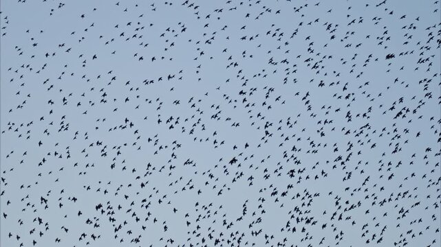 View of a horde of crows flying on a gray sky on the background