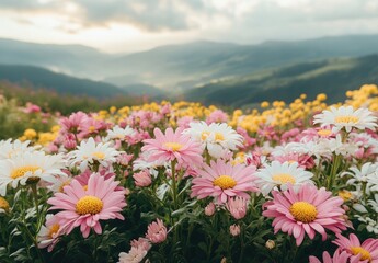 Fototapeta premium Vibrant Flower Field with Pink and White Daisies Under a Cloudy Sky in a Scenic Mountain Landscape