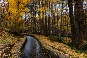 Obraz premium A tranquil stream meanders through a golden beech forest in Montejo, Spain, during autumn.