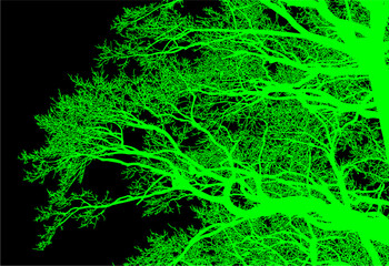árbol, cielo, naturaleza, silueta, sucursal, de invierno, atardecer, árbol, bosque, calvos, paisaje
