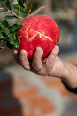 A woman hand hold the red fruit of Pomegranate on a tree branch, sunny weather and soft background, vitamin juicy food