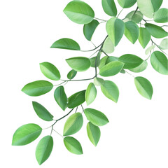 Fototapeta premium Lush Green Leaves Vibrant Nature Serenity