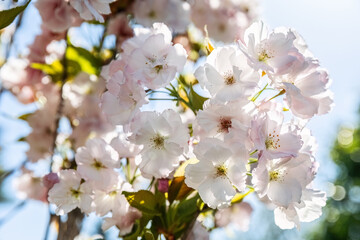 Fototapeta premium White and pink spring flowers Prunus yedoensis or serrulata flowering trees and shrubs includes plum, cherry, peach, apricot and almonds, blue sky, wallpaper design, rain drops, sunny weather