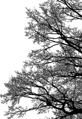 árbol, cielo, naturaleza, silueta, sucursal, de invierno, atardecer, árbol, bosque, calvos, paisaje