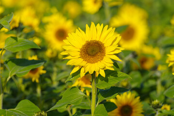 słonecznik na polu słoneczników w pięknym słońcu © Henryk Niestrój