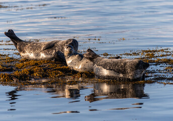 Fototapeta premium I'm returning to my beloved Iceland, its landscapes and northern lights!
