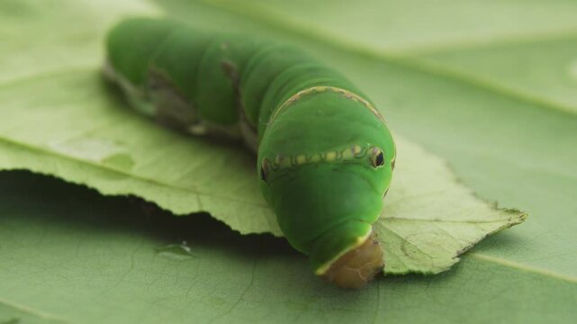 Macro close up of green caterpillar on a leaf eating and resting
