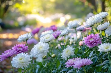 Vibrant Garden Scene Featuring Colorful Chrysanthemum Flowers in Bloom with Soft Focus Background and Natural Light Effects