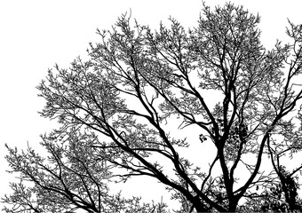 árbol, cielo, naturaleza, silueta, sucursal, de invierno, atardecer, árbol, bosque, calvos, paisaje