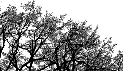 árbol, cielo, naturaleza, silueta, sucursal, de invierno, atardecer, árbol, bosque, calvos, paisaje