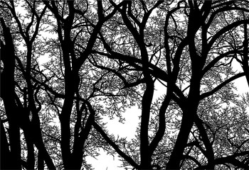 árbol, atardecer, paisaje, silueta, naturaleza, cielo, amanecer, sol, ilustración, vector, árbol, bosque