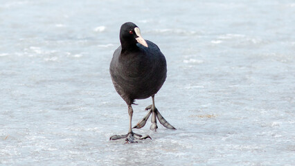black winged blackbird