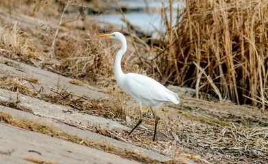 great white heron