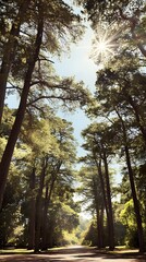 Fototapeta premium Sunlit Pathway Through Majestic Pine Trees