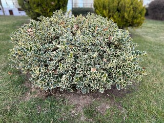 Leaves and red berries of the Ilex aquifolium shrub. Green shiny leaves with spiny margins....
