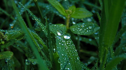 Dew on Grass Close-Up