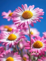 Obraz premium Vibrant Pink and White Daisies Blooms Under Clear Blue Sky Captured in Close-Up Photography with Sunny Backdrop