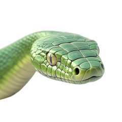 Green snake close up intense gaze wild reptile nature beauty