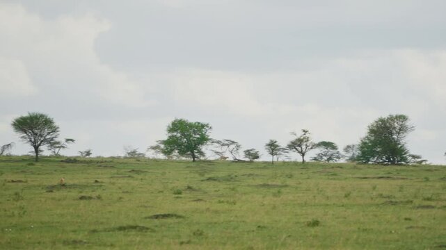 Lioness running after wildebeest or gnu trying to hunt for food in Africa. Seen from safari truck on tour in Serengeti Park female lioness attempting to catch prey in savannah plains of Africa