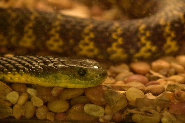 Deadly Coiled Green Snake with Overlapping Scales