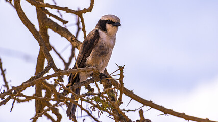 A beautiful bird is perched gracefully on a branch against a stunning and scenic background Serengeti Tanzania Africa