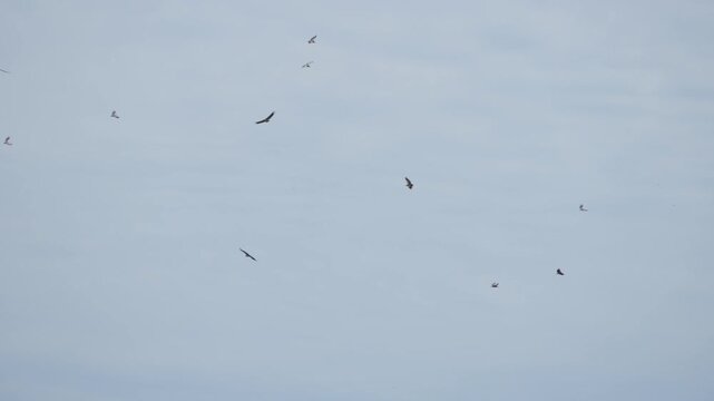 Birds of prey flying in formation in the blue sky in African safari in Tanzania. Aves circling over the Mara river crossing during migration season of wildebeest animals waiting to feed from above