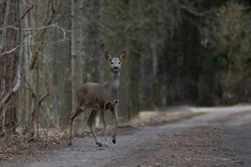 Roe deer, Capreolus capreolus. Wild roe deer in nature.