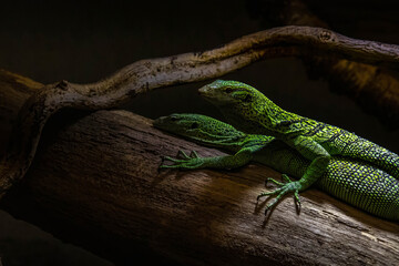 The emerald tree monitor or green monitor lizard.