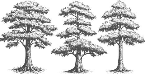 Evergreen spruce and pine trees in hand drawn engraving sketch style. Set of pen and ink garden plants art elements. Vintage monochrome vector illustration