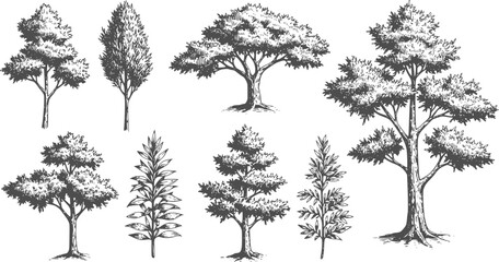 Obraz premium Yew trees and bushes in hand drawn engraving sketch style. Set of pen and ink evergreen decorative garden plants. Vintage monochrome vector illustration