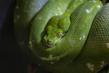 Obraz premium Green Emerald boa constrictor