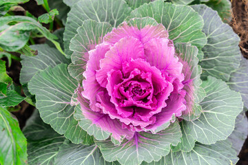 Beautiful fresh violet Cabbage plant leaves background
