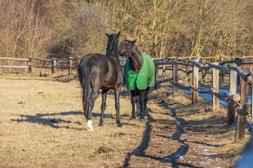 Beautiful horse in a corral wearing a blanket against the winter