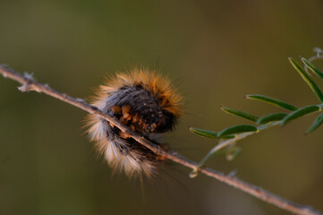 Colorful fuzzy caterpillar resting on a branch at twilight in a serene natural setting