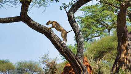 A Lioness Demonstrating Impressive Balance and Grace While Perched on a Tree Limb Tarangire...