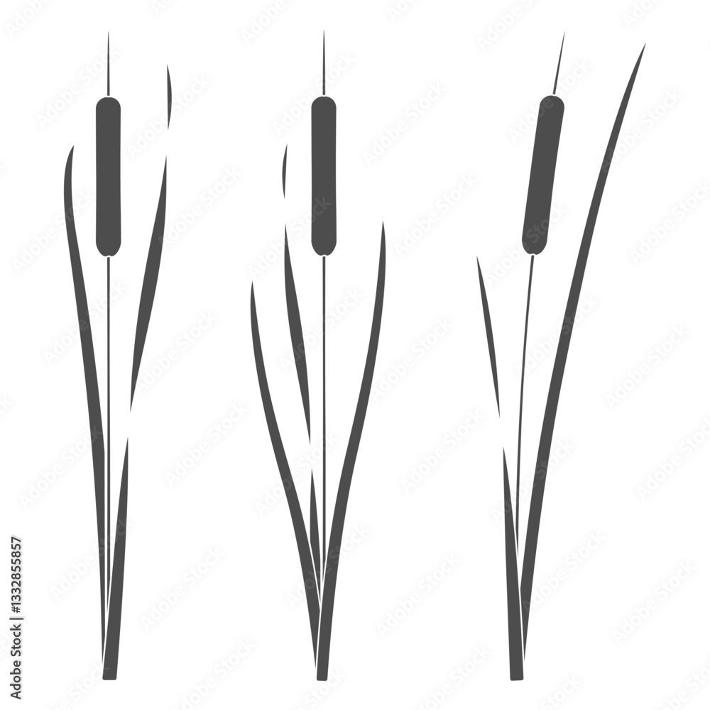Poster set of black and white illustrations with cattails, reeds. isolated vector objects on white backgrou
