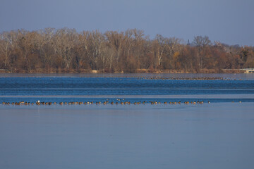 Geese and ducks fly above the surface of the Hlohovec pond in the Czech Republic