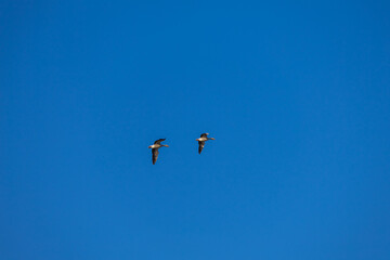 Wild geese flying in the blue sky