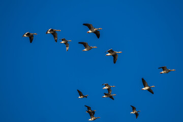 Wild geese flying in the blue sky