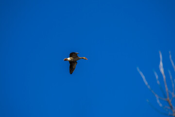Wild geese flying in the blue sky