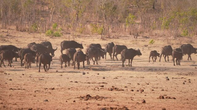 Cape Buffalo or African buffalo (Syncerus caffer) is a large sub-Saharan African bovine. A herd of Buffalo leaving a waterhole in Zambia. Slow motion, 25 percent natural speed.